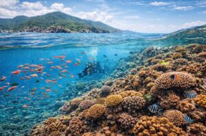 Coral reefs of Mun Island, Nha Trang